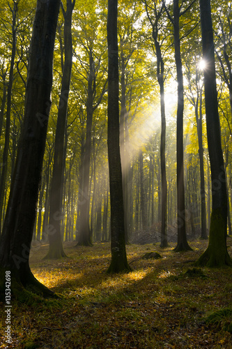 Sonnenlicht im Laubwald