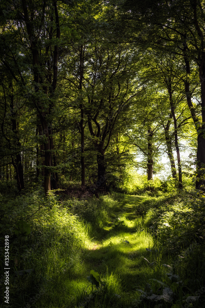 Obraz premium Sonnenlicht im Laubwald