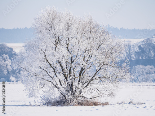 Single tree covered in frost and snow