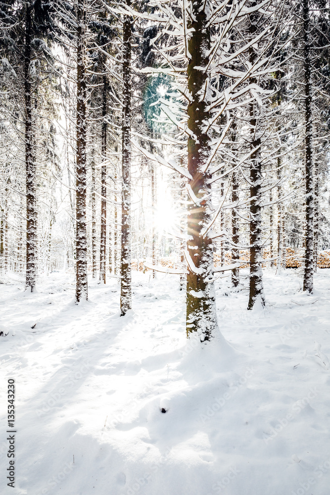 Sonne im verschneiten Wald Sonne im verschneiten Wald