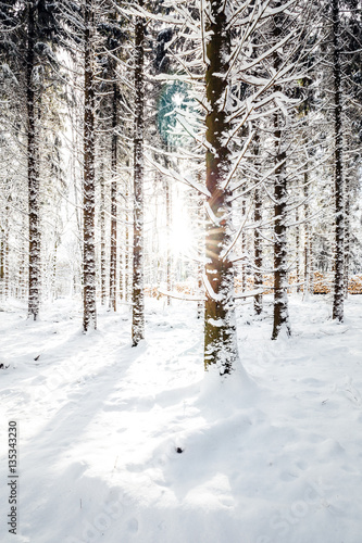 Sonne im verschneiten Wald