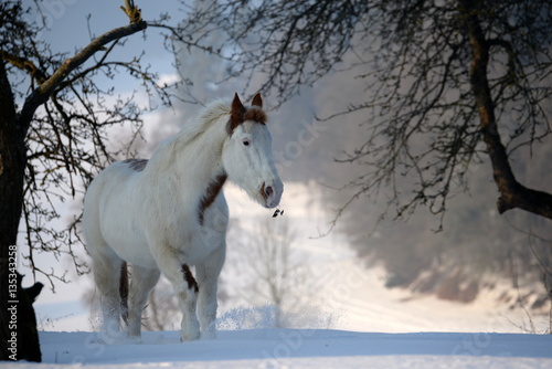 winterwonderland, cute paint horse in a wonderful snowy landscape