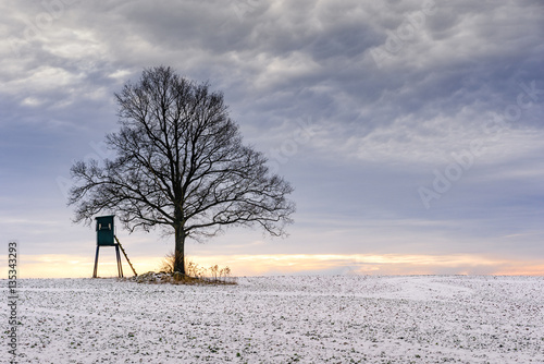 Feldbäume im vereisten Feld, Schleswig-Holstein photo