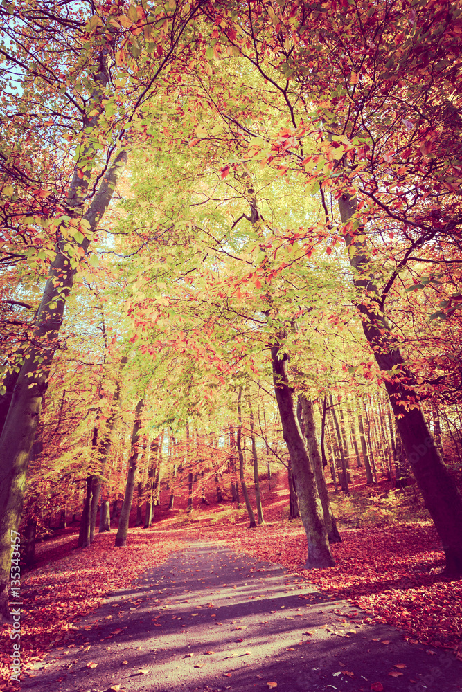 Colorful autumn in park.