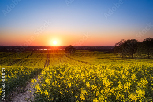 Sonnenuntergang im Rapsfeld, Schleswig-Holstein