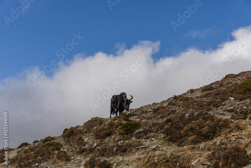 yak in Nepal