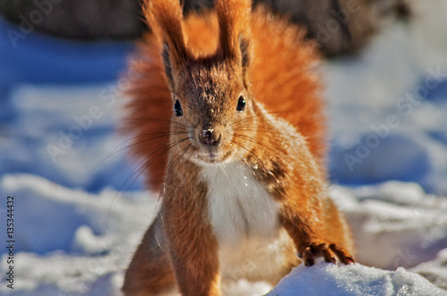 Fototapeta red squirrel near tree