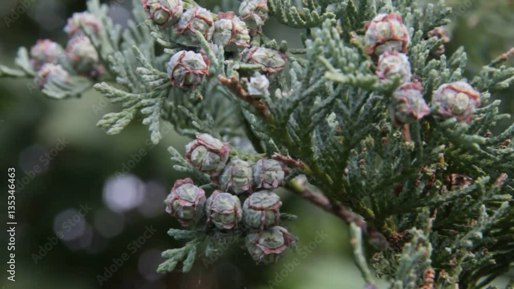 Thuja Branch With Fruit Sways in the Wind Thuja Branch With Fruit Sways in the Wind