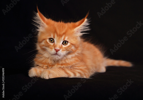 Cute red solid maine coon kitten sitting with beautiful brushes © nastia1983