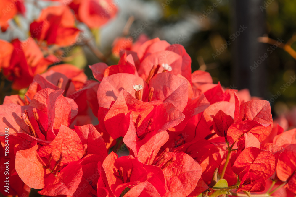 Lesser bougainvillea (Bougainvillea glabra), bougainvillea flowers in garden, close-up, view Lesser bougainvillea (Bougainvillea glabra), bougainvillea flowers in garden, close-up, view