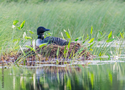 Loon photo