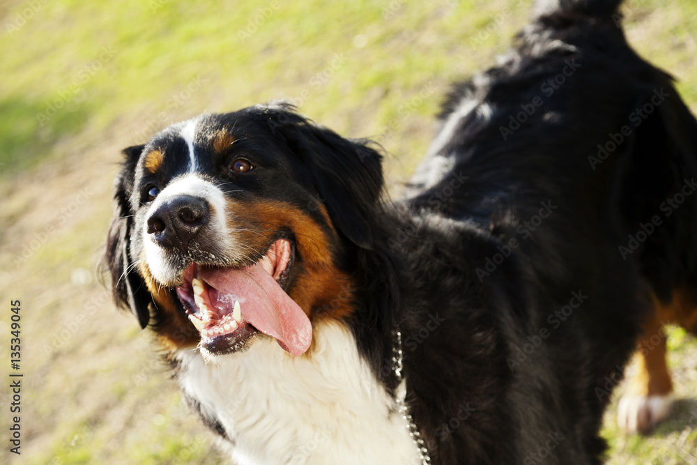 Excited Berner Sennenhund Dog at the Park Excited Berner Sennenhund Dog at the Park