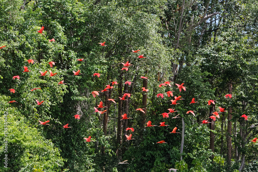 Ibis rouges en vol sur les bords du fleuve Sinnamary en Guyane française