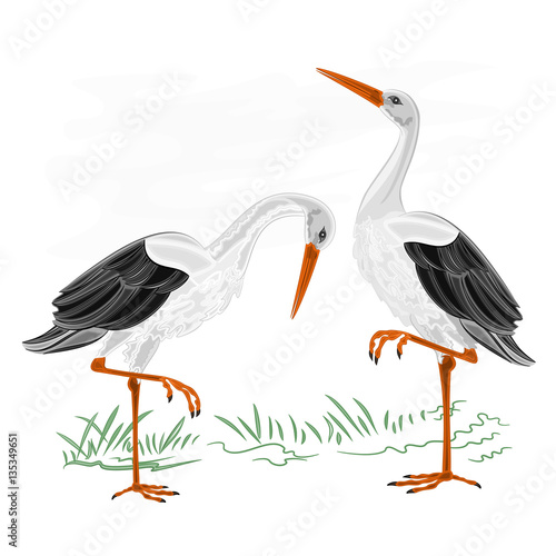 Storks white wild water bird vector illustration