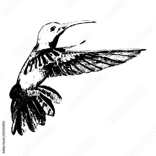 Hummingbird