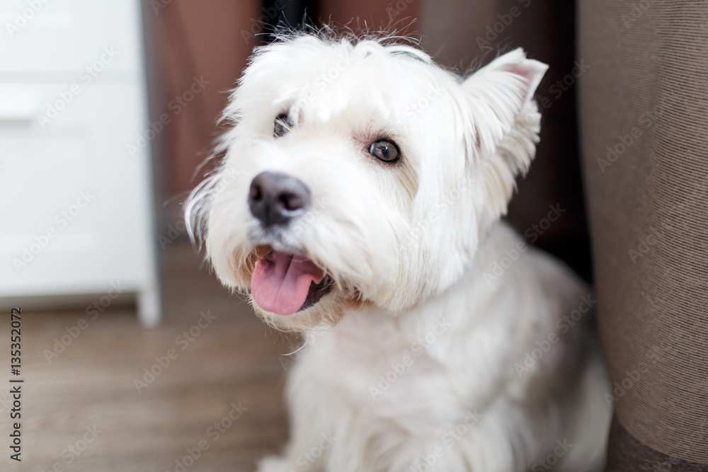 Purebred adult west highland white terrier indoors Purebred adult west highland white terrier indoors