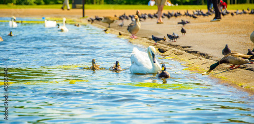 Beautiful swans swimming in the park in London