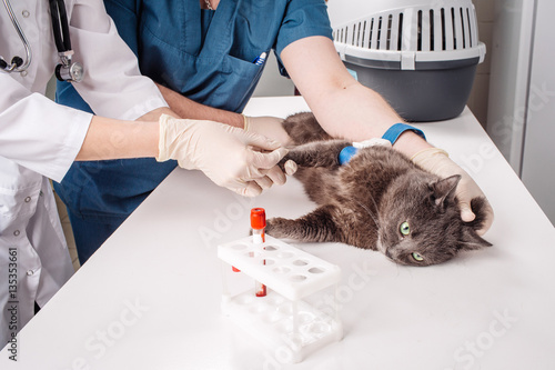 Fototapeta Naklejka Na Ścianę i Meble -  Veterinary Blood test. Cat in vetrinary