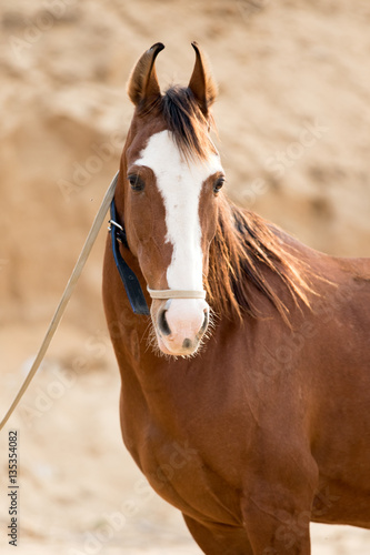 Marwari horse: a special horse breed from India photo