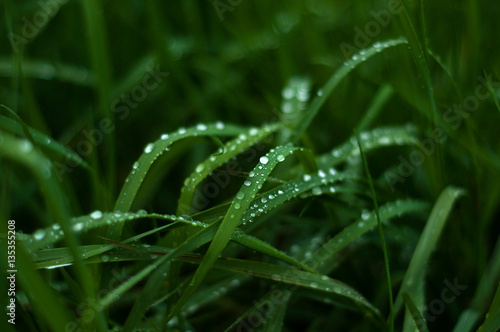 Fresh green grass with dew drops close up. Green grass background. 