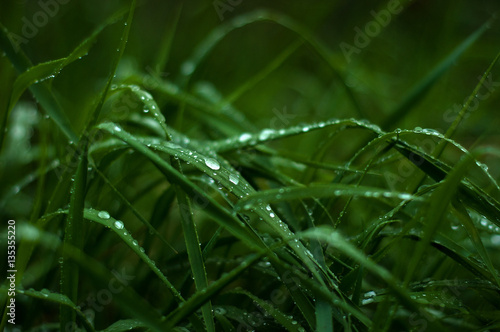 Fresh green grass with dew drops close up. Green grass background. 