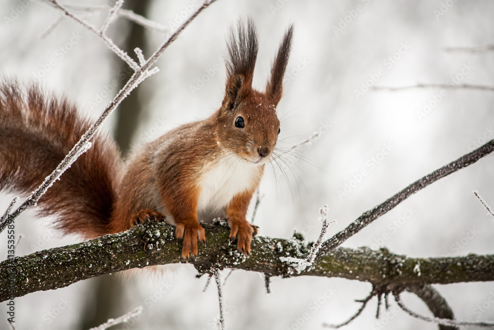 squirrel is sitting on the frozen branch squirrel is sitting on the frozen branch