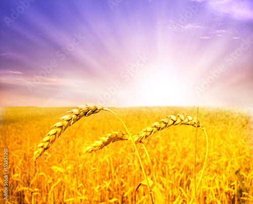 Close up of ripe wheat ears