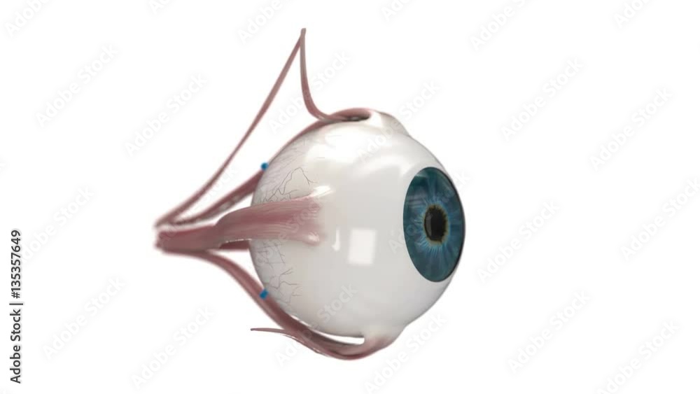 Eye anatomy on white background. 360 degree rotation Eye anatomy on white background. 360 degree rotation
