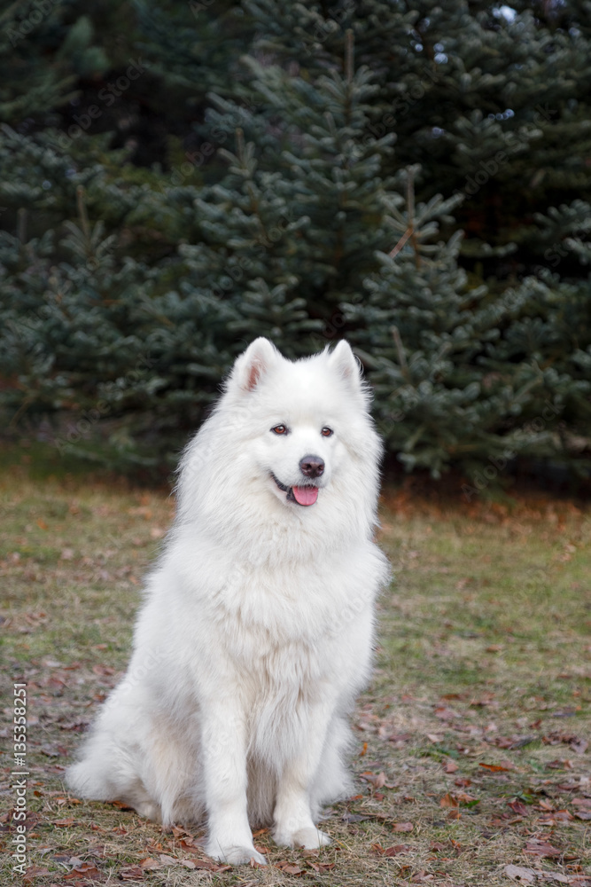 Dog White Samoyed