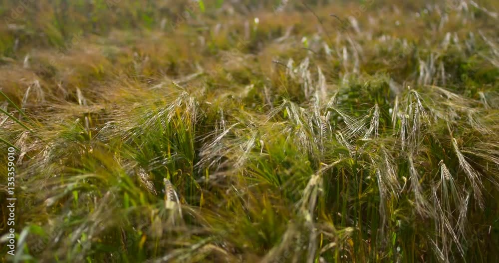 Wheat crop blown in waves by wind Wheat crop blown in waves by wind
