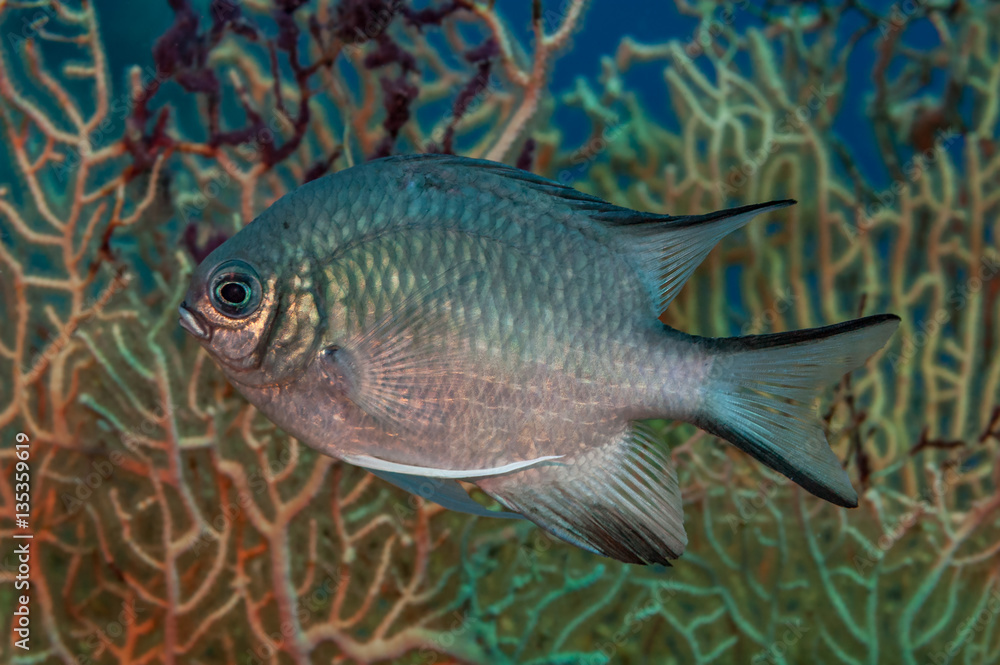 Fish porofile portrait Fish porofile portrait