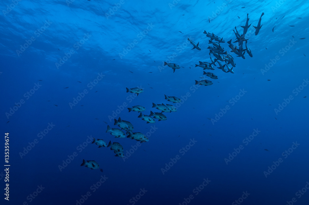 Black snapper shoal Black snapper shoal