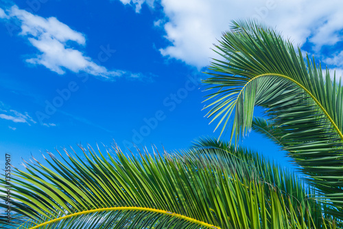a palms leaves on the blue sky background