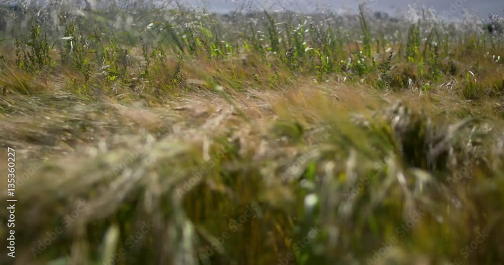 Wheat field in strong summer wind Wheat field in strong summer wind