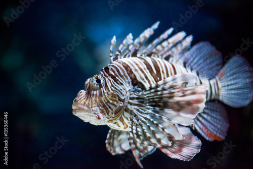 Beautiful Lionfish underwater