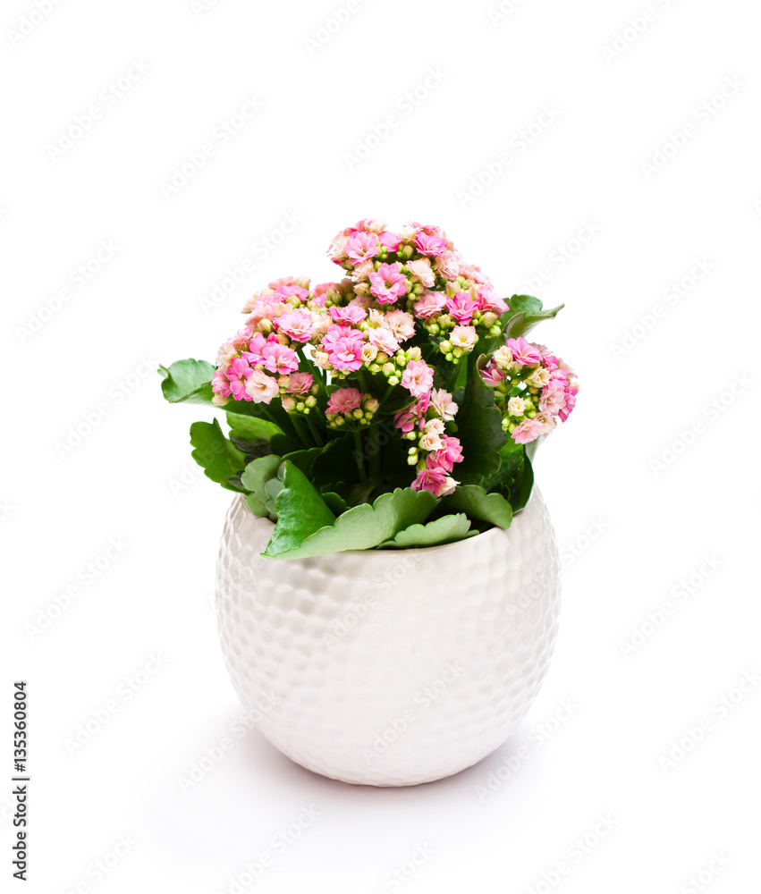 Flaming Katy plant in pot isolated on white background Flaming Katy plant in pot isolated on white background
