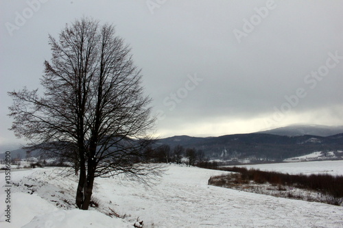 Lonely tree  © SoPh photo