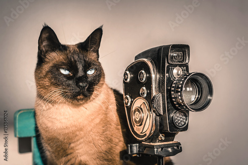 Siamese cat posing as film director with vintage amateur filming camera.