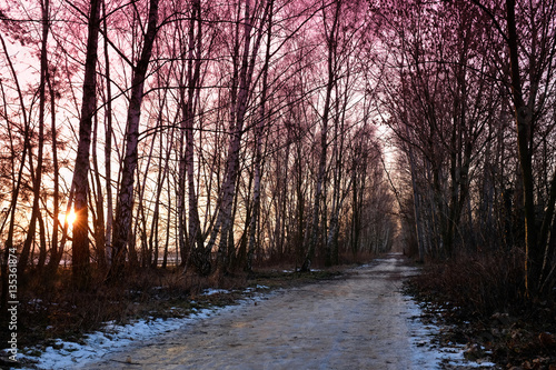 romantic sunset way in a birch forest