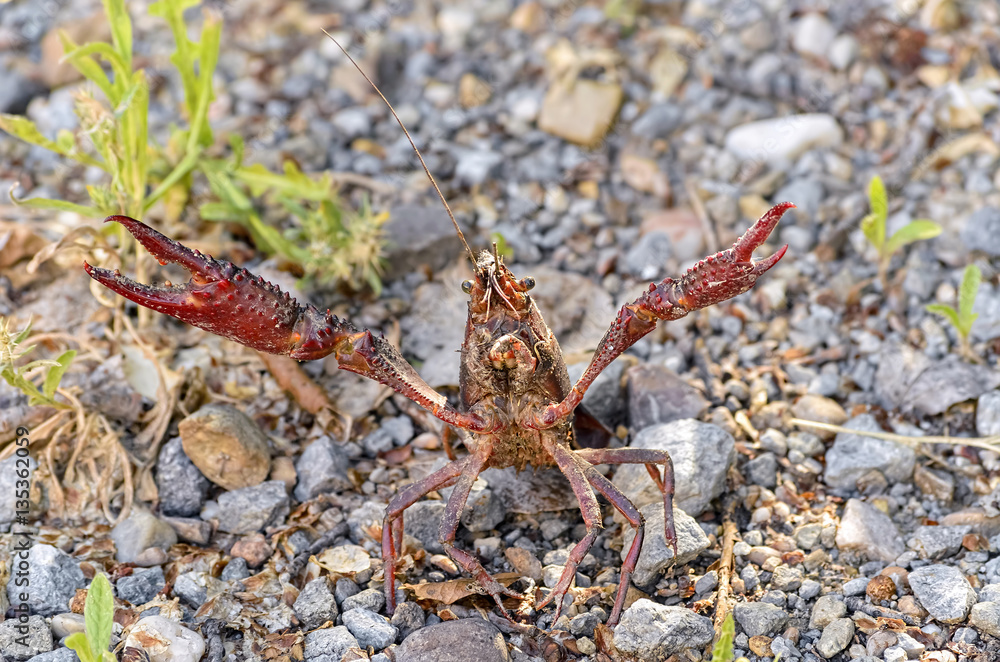 Procambarus clarkii. Crawfish in defense position, found on a road near of the river. This specie is also know as american crawfish. Procambarus clarkii. Crawfish in defense position, found on a road near of the river. This specie is also know as american crawfish.
