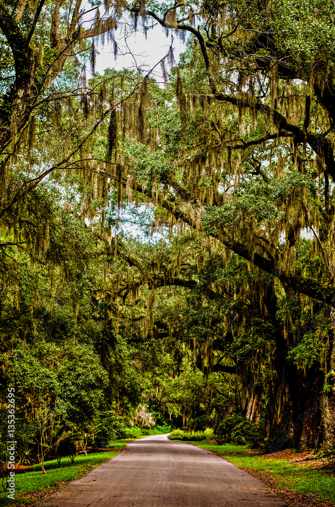 Path Under Moss Covered Canopy