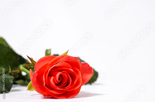 rose on a white background