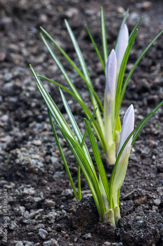 Fototapeta premium Crocuses bloom in early spring. Selective focus. (shallow DOF)
