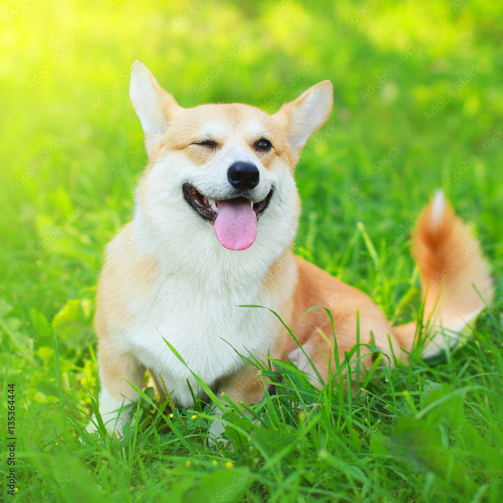 Happy dog Welsh Corgi Pembroke sitting on the grass in sunny sum