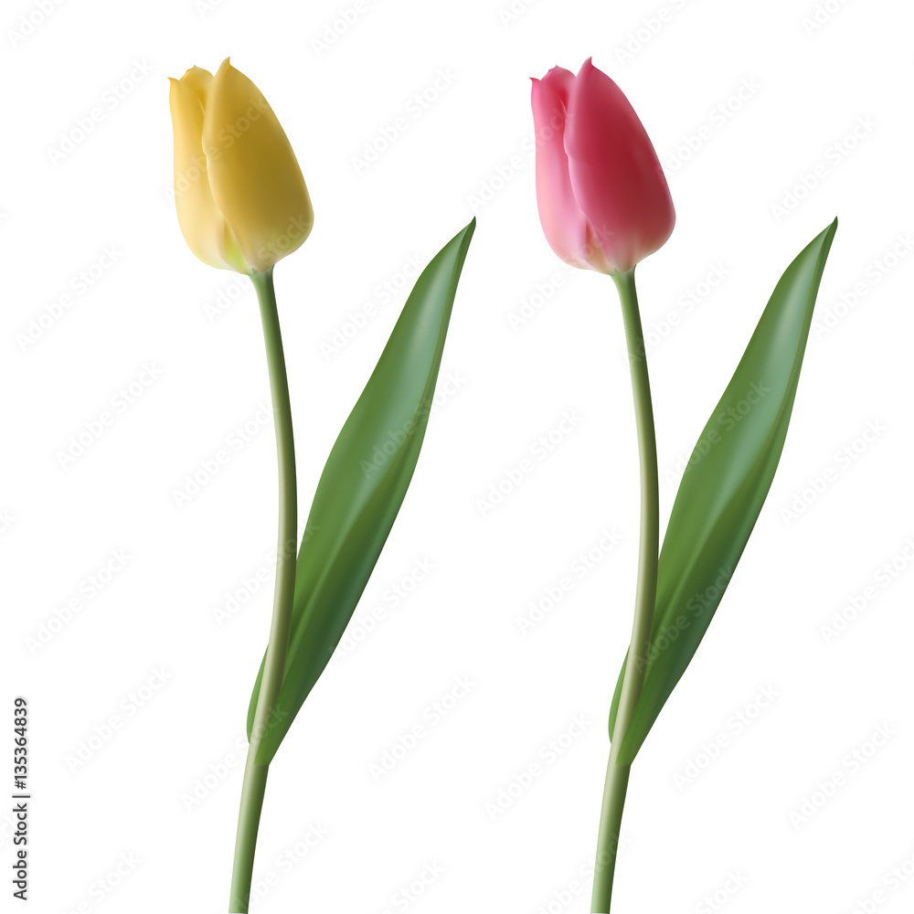 Obraz premium Realistyczne tulipany