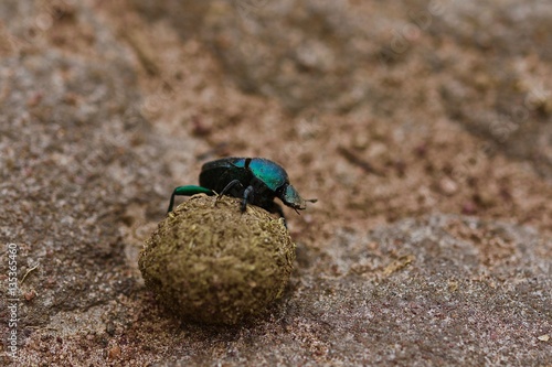 Bug, Dung beetle is rolling Dung, Rwanda, Afrika