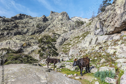 Corsican Cows in transhumance pathway in Golo valley