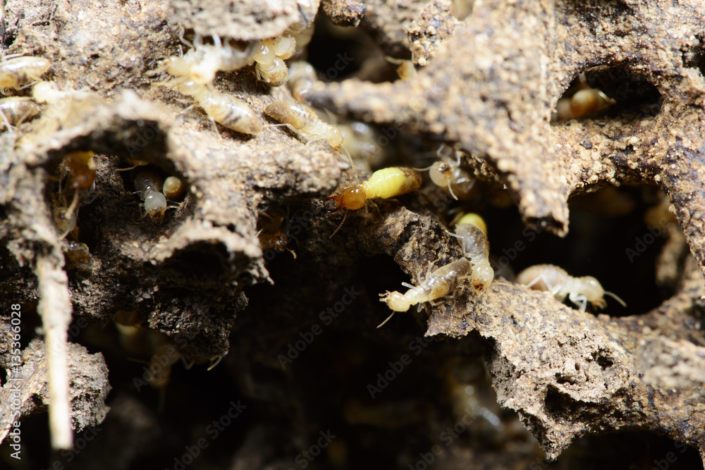 Insect, Termite on the ground, Insect of Thailand Insect, Termite on the ground, Insect of Thailand