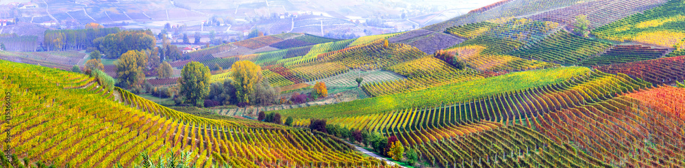 Fototapeta premium niesamowita ogromna plantacja winogron w słynnym regionie Piemont we Włoszech