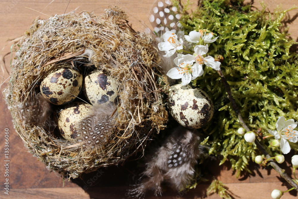 Fototapeta premium Springtime, Eggs, Frühling, Vogelnest, Wachteleier